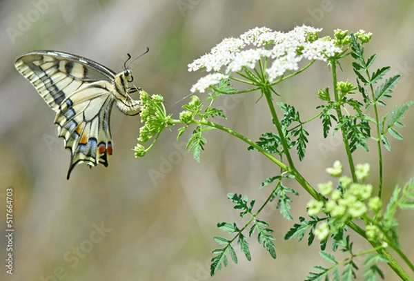 Fototapeta Schwalbenschwanz