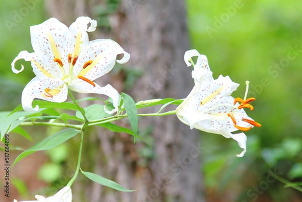 Fototapeta Beautiful Golden-rayed lily in a garden.