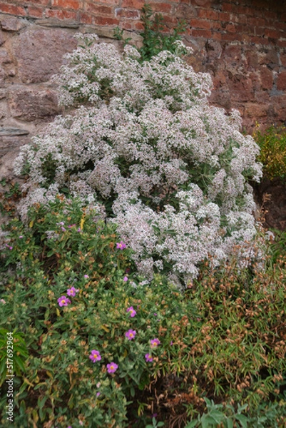 Fototapeta flowers in the garden