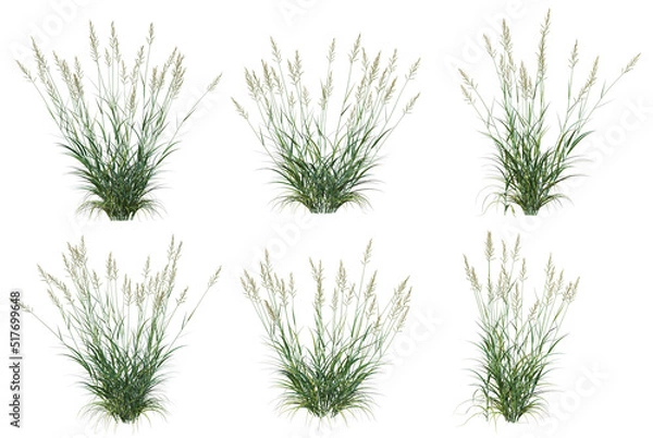 Fototapeta  Grass blossoms on a white background