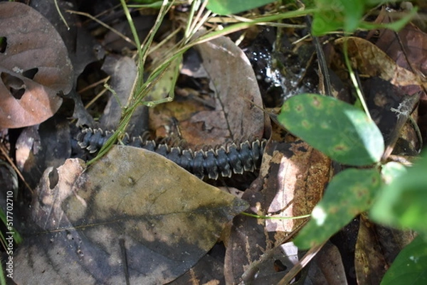 Fototapeta Giant millipede or Archispirostreptus gigas or keluwing in the forest