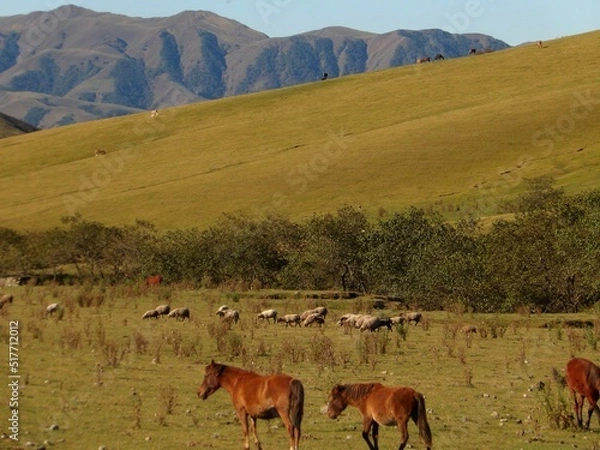 Obraz Caballos en la pradera 
