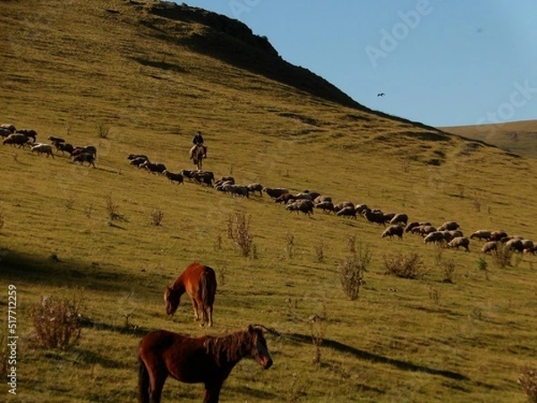Obraz Arriando ovejas