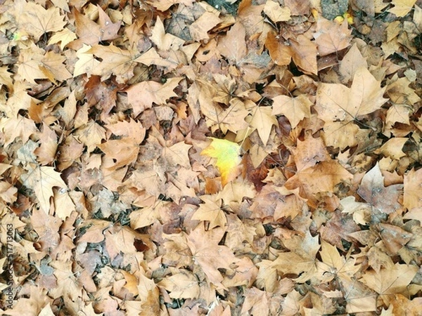 Obraz Hojas en otoño