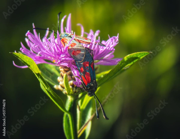 Obraz butterfly on flower