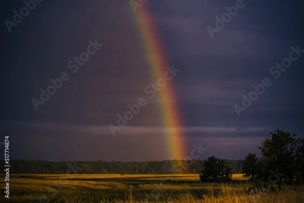 Obraz rainbow on the meadow