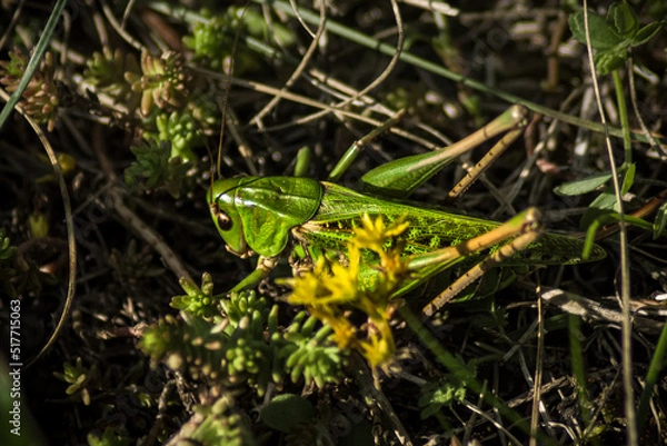 Obraz green Grasshopper