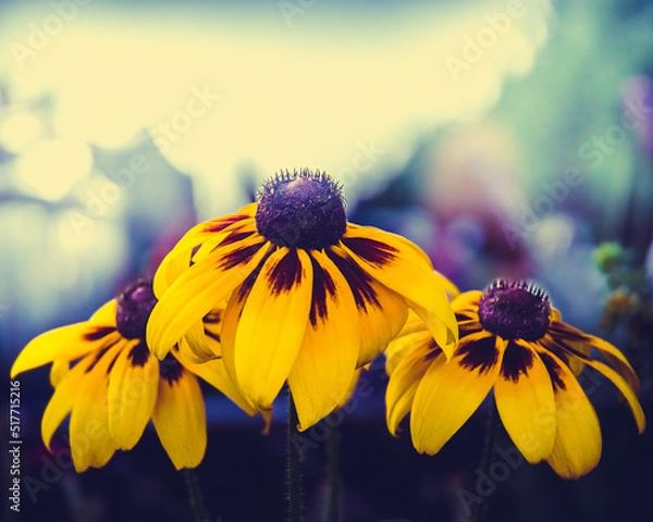 Obraz Yellow Flowers