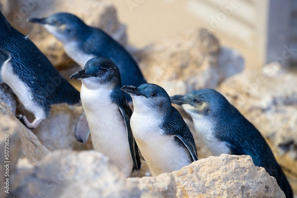 Fototapeta Little Penguin is standing amoungst other penguins and waiting for feed in Penguin island conservation centre, Rockginham, Western Australia