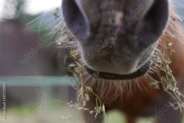 Fototapeta Close-up of the teeth of a horse eating. Blurry photo.