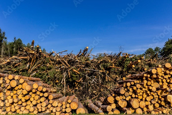 Fototapeta Felled trees in a forest clearing .