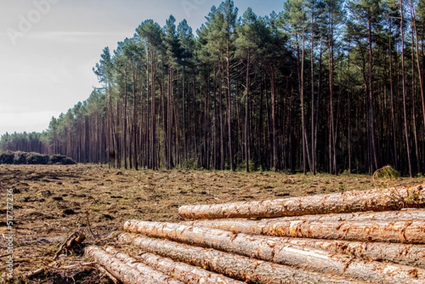 Fototapeta Felled trees in a forest clearing .