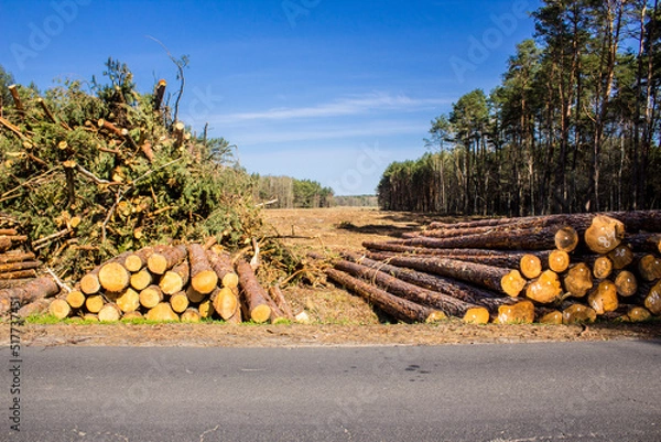 Fototapeta Felled trees in a forest clearing .