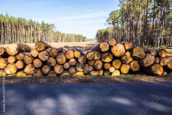 Fototapeta Felled trees in a forest clearing .