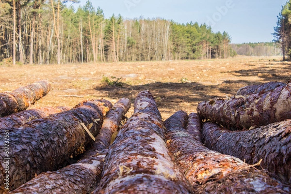 Fototapeta Felled trees in a forest clearing .