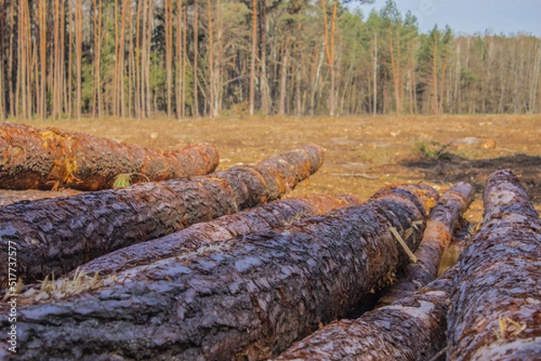 Fototapeta Felled trees in a forest clearing .