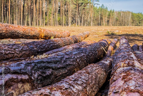 Fototapeta Felled trees in a forest clearing .