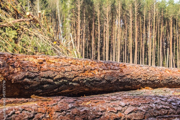 Fototapeta Felled trees in a forest clearing .