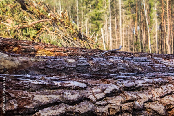 Fototapeta Felled trees in a forest clearing .