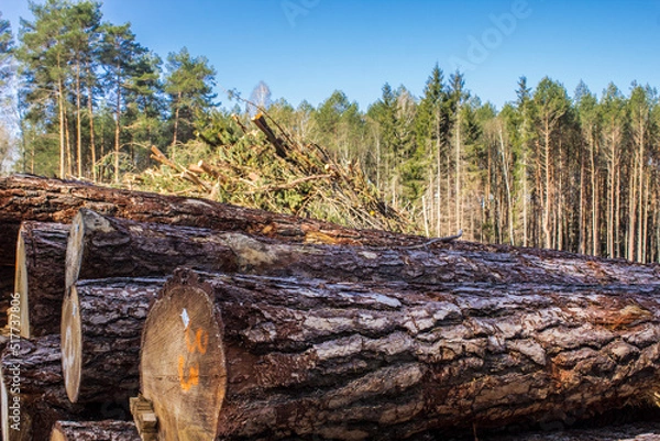 Fototapeta Felled trees in a forest clearing .