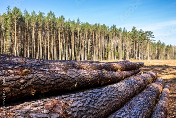 Fototapeta Felled trees in a forest clearing .