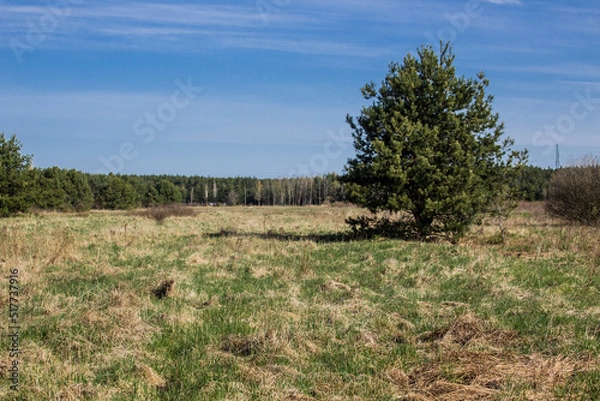 Fototapeta Felled trees in a forest clearing .