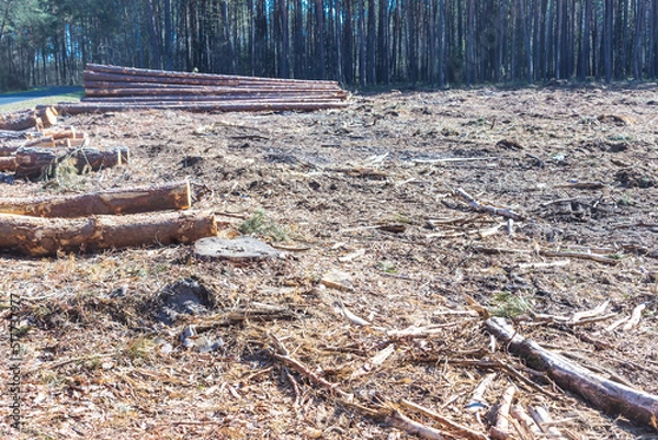 Fototapeta Felled trees in a forest clearing .