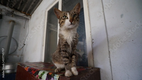 Obraz cat on the window