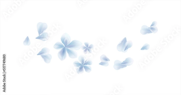 Obraz White Blue flying flower and petals isolated on White background. Sakura petals. Vector