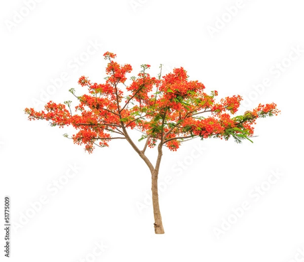 Fototapeta Royal Poinciana or Flamboyant tree (Delonix regia)
