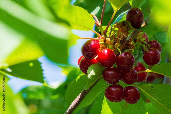 Fototapeta Close-up of a red organic cherry on a branch shortly before harvest. Ripe dark red cherries growing on a cherry tree, among green foliage in the rays of the sun. A bunch of ripe cherries on a branch
