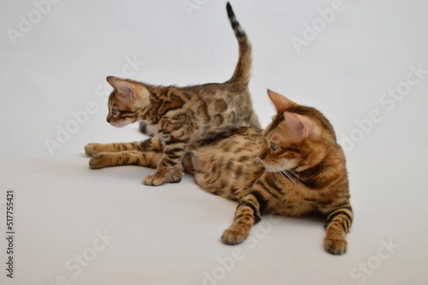 Obraz bengal cat