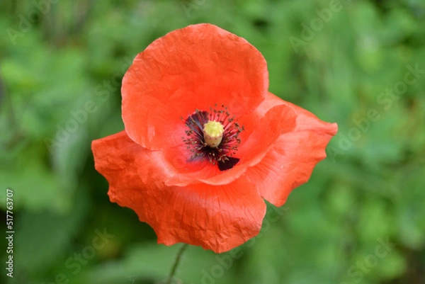 Fototapeta Flowers Red poppies bloom in a wild field. Beautiful field of red poppies with selective focus and color. Soft light. A glade of red poppies.