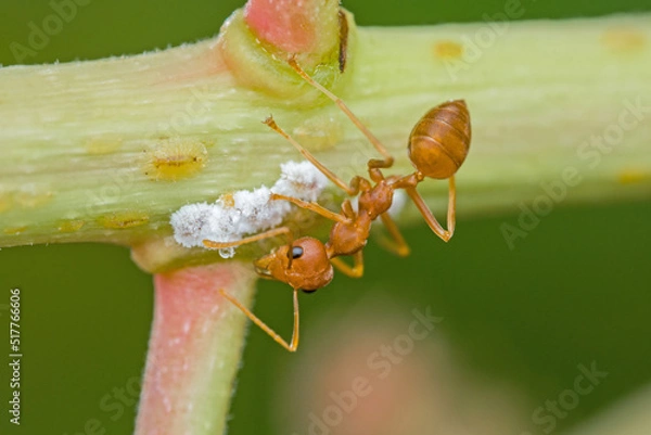 Obraz close up macro weaver ants or green ants scient name Oecophylla smaragdina 