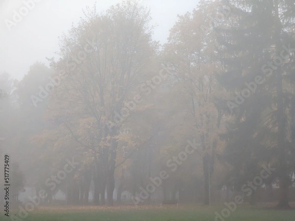 Obraz Autumn colorful leaves on the ground and on the trees. Slovakia	