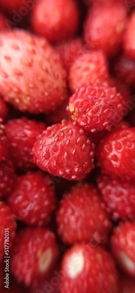 Obraz A scattering of small red strawberries. A handful of forest berries close-up. Red glossy surface with small grains.