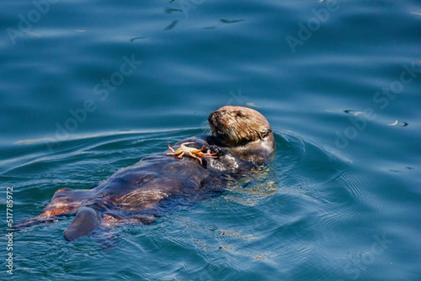 Fototapeta An Otter snacking on a crab