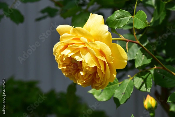 Fototapeta バラ　ゴールデンセレブレーション