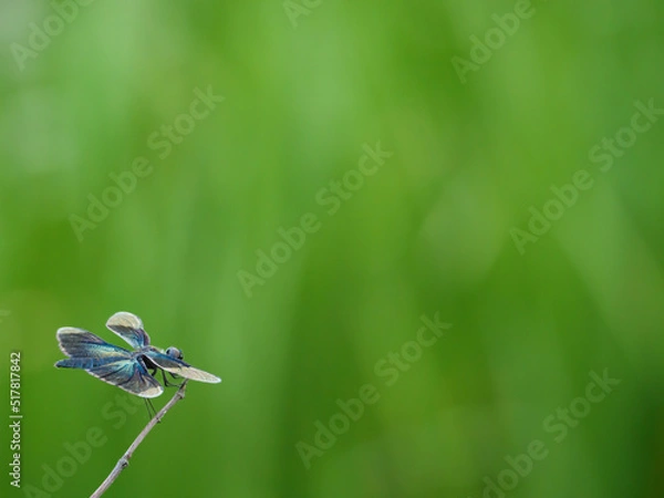 Fototapeta 枝にとまっているチョウトンボ
