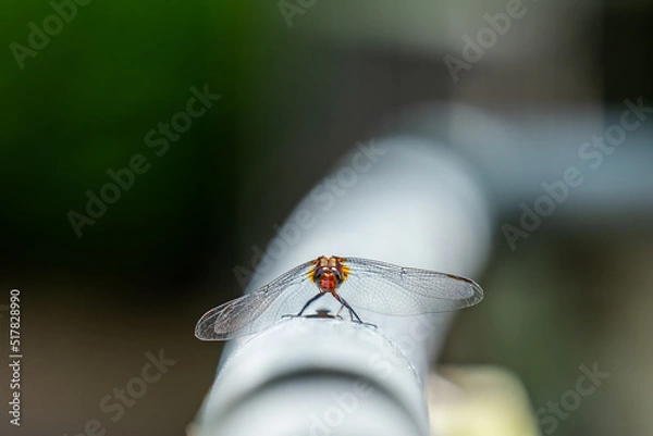Fototapeta Small dragonfly perched on white railing with blurred green background
