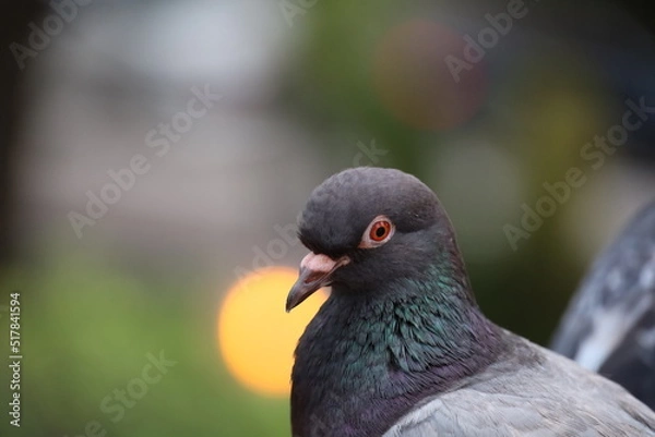 Obraz close up black pigeon in the park
