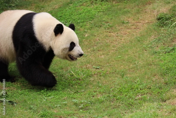 Obraz giant panda bear in the park