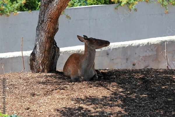 Obraz deer in the zoo
