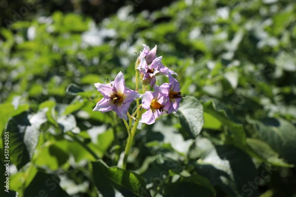 Obraz Blue potato flower close-up selective focus, waiting for harvest