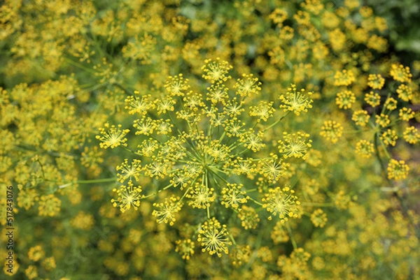 Obraz Blooming dill, summer harvest, harvesting seeds for sowing, top view