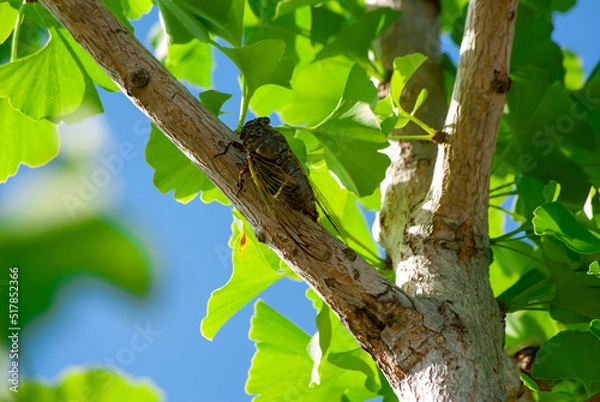 Obraz セミとイチョウ