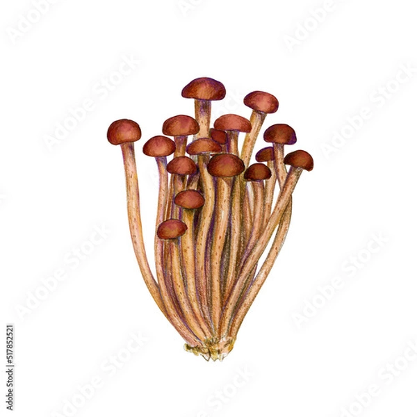 Obraz Poplar Pioppino Mushrooms isolated on the white background. Asian mushrooms set.