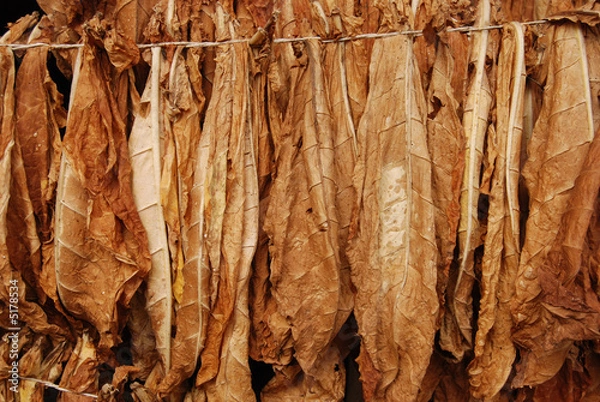Obraz Tobacco