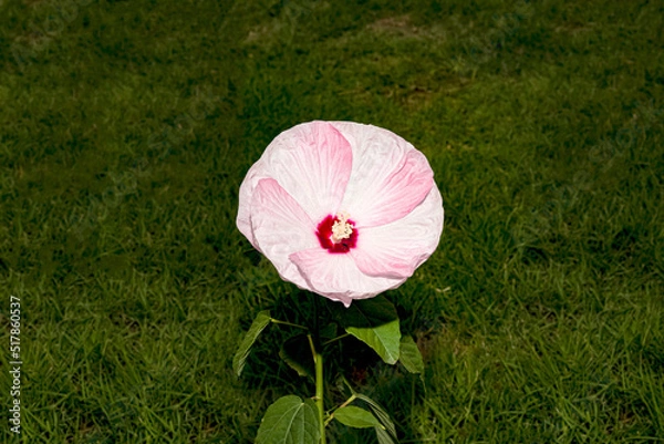 Obraz hibiscus pollen