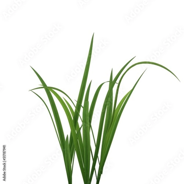 Fototapeta Tuft Grass